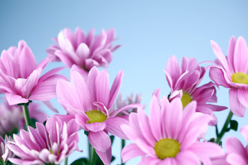pink chrysanthemum