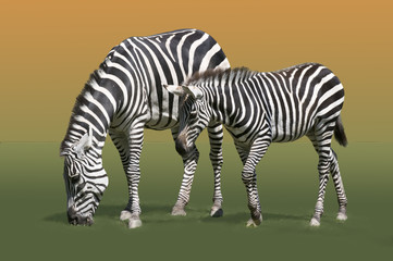 Zebras