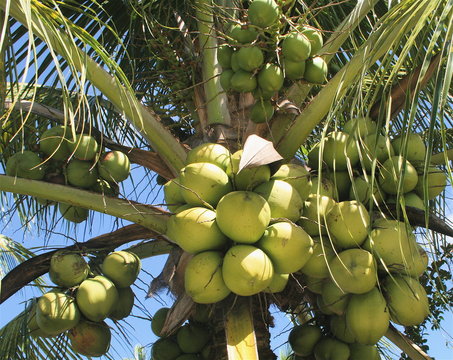 Coco vert, Bahia, Brasil