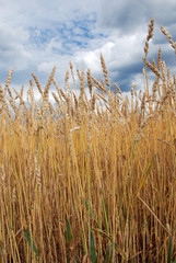 Obraz premium Wheat field