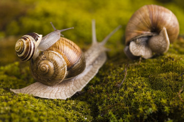 Snail - a slow animal that is covered by a shell