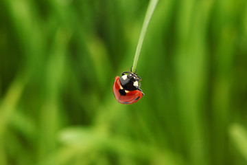 ladybug on grass