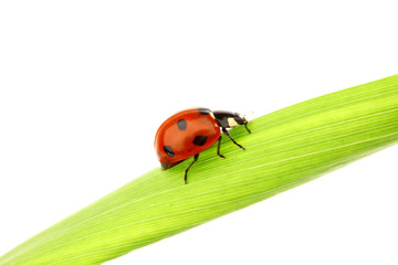ladybug on grass