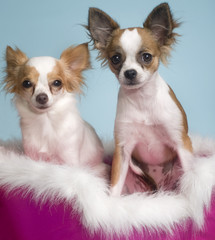 A pair of pet Chihuahua dogs