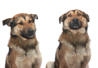 Two Big photo of Dog