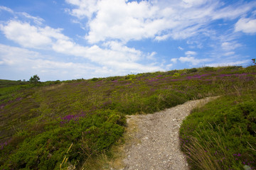 Fototapeta na wymiar landscape with heather in brittany