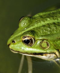 frog