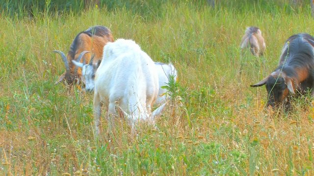 HD goats on pasture