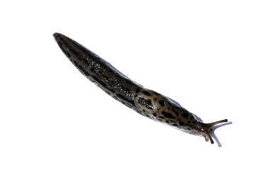 deroceras reticulatum