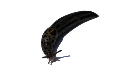 deroceras reticulatum