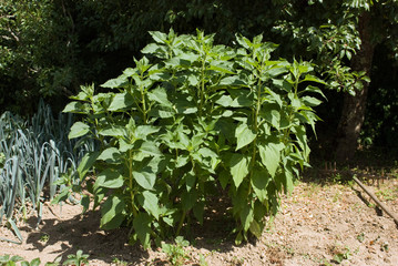 Plant de topinambour