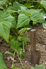 plant de haricot vert