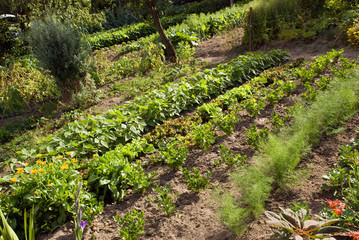 potager