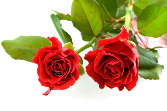 Two beautiful red roses