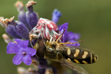 araignée thomise capturant un syrphe