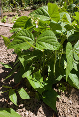 haricots verts dans un jardin