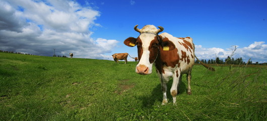 Portrait of a cow - 15597371