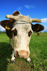 Portrait of a cow - 15597374