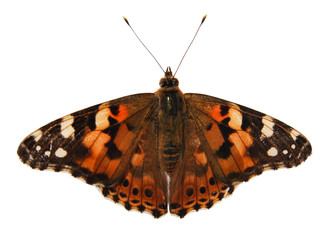 Fototapeta na wymiar Butterfly on a white background, (Cynthia cardui), (isolated)