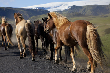 Fototapeta na wymiar Konie islandzkie