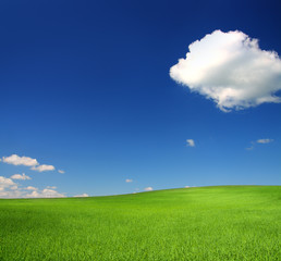 Fototapeta premium green hill with wheat under blue sky