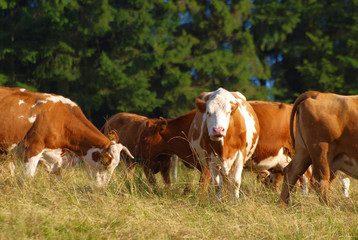 Obraz na płótnie Canvas Brązowy krowy na pastwisku