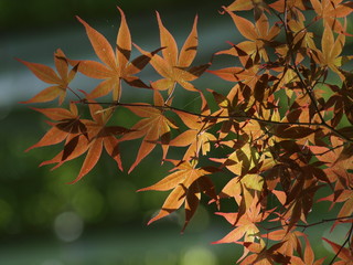 Hojas de arce en primavera en Japón