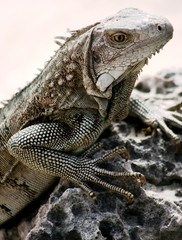 Iguana