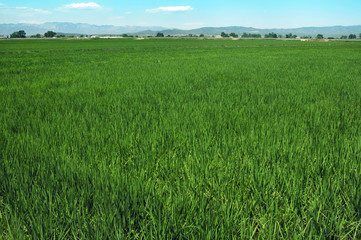 arrozal,río ebro