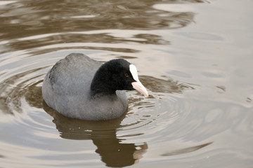 Black coot