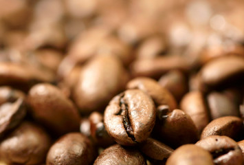 Close up photo of coffee beans