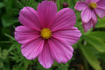 Obraz premium Flower