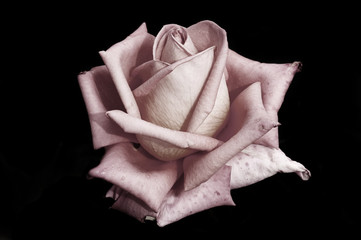 rosa