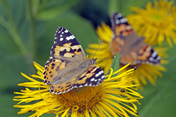 Distelfalter, vanessa cardui