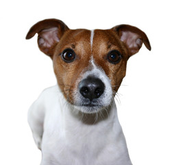 Jack Russel