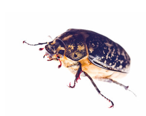 Maybeetle