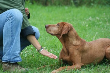 Hundeschule 18