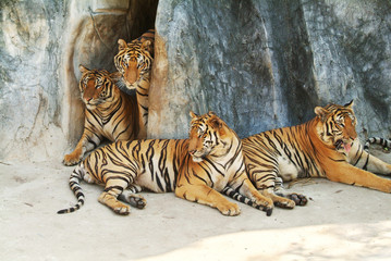A tiger family