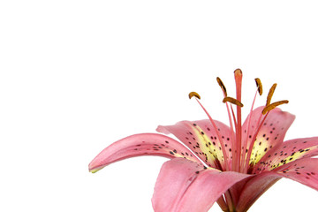 Pink Lily on White