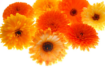 bunch of orange daisy gerber on light box