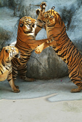 Three tigers