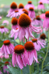 Echinacea