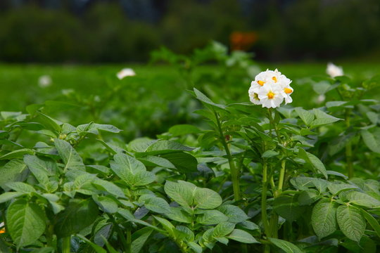 Kartoffelbl&uuml;te 3630