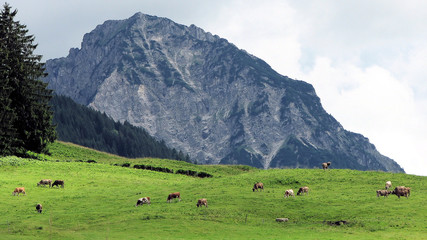 Obraz premium Kuh Weide 8