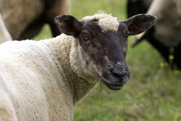 Mouton à tête noire