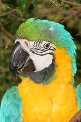 perroquet