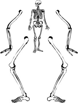 Human skeleton drawing