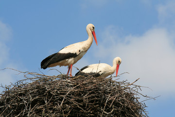 two storks in a nest