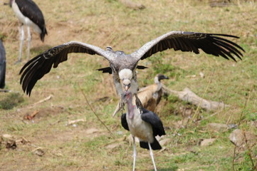 Rüppell's Vulture, Gyps rueppellii, Masai Mara, Kenya