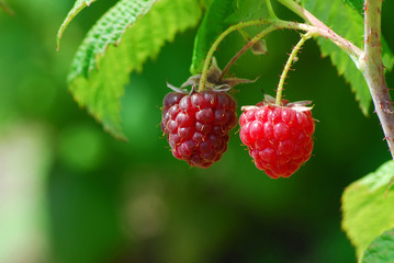 rasspberries